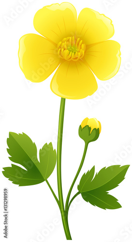 Buttercup flower in yellow color
