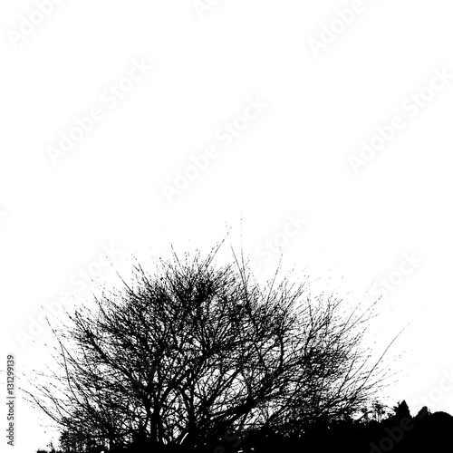 Realistic silhouette of bush with bare branches (Vector illustration).ai10
