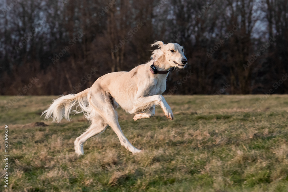 Windhund