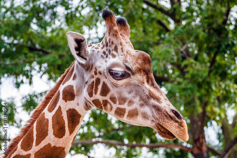Close up portrait of Masai giraffe Close up portrait of Masai giraffe