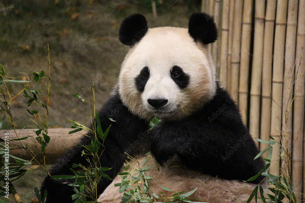 Fototapeta premium Panda in Korea