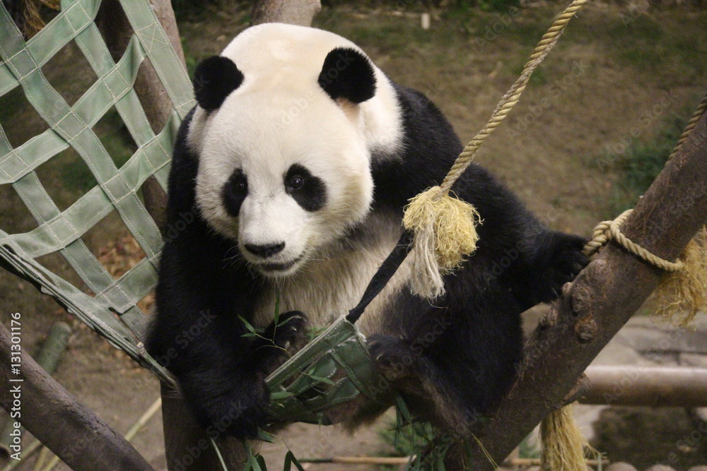 Fototapeta premium Panda in Korea