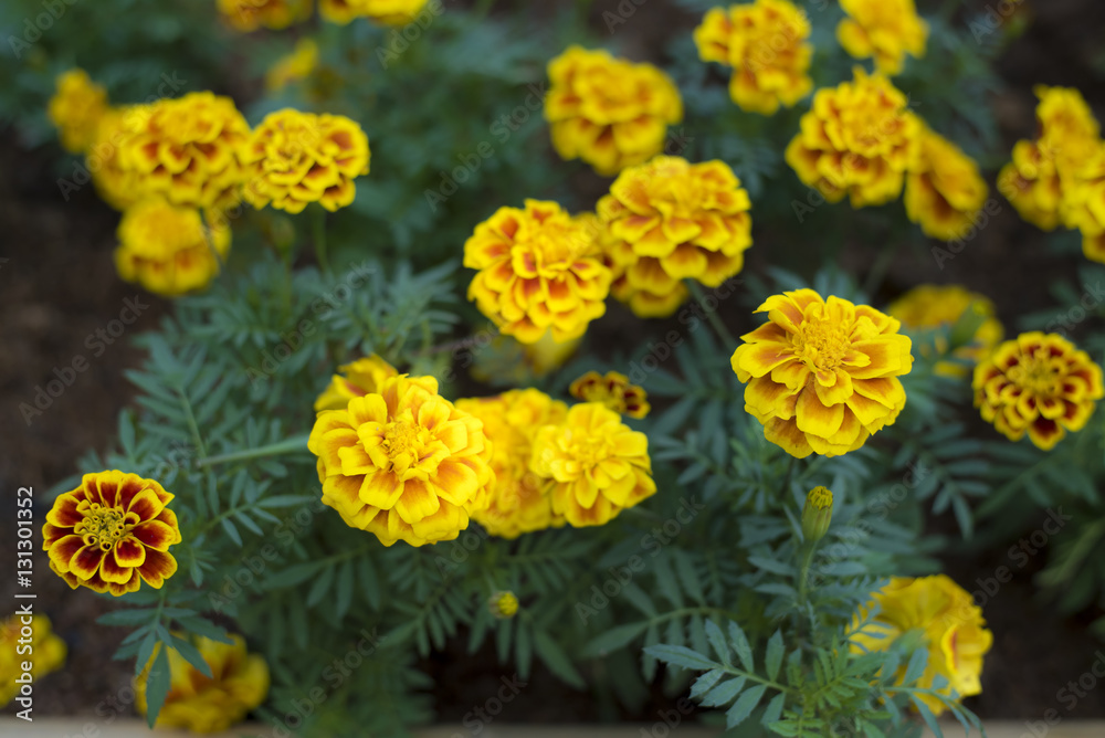 Marigolds flower Marigolds flower