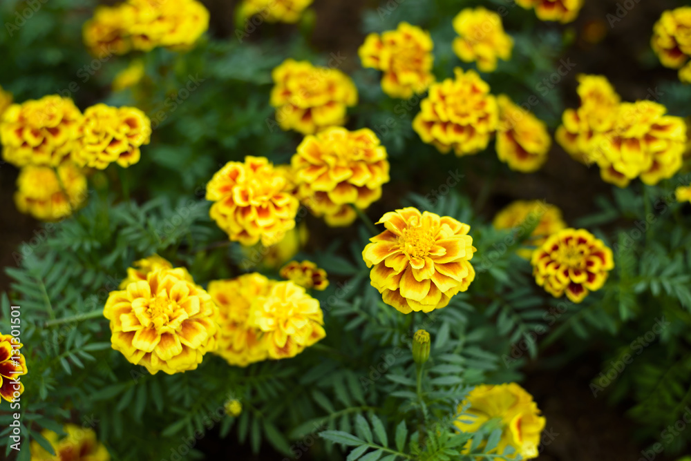 Marigolds flower Marigolds flower