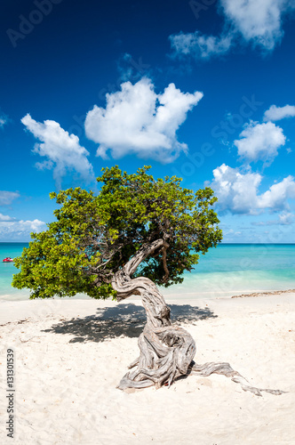 Billede på lærred Typical fofoti tree at Eagle Beach in Aruba, Netherland Antilles