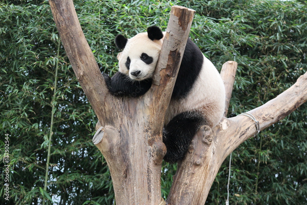 Obraz premium Panda in Korea
