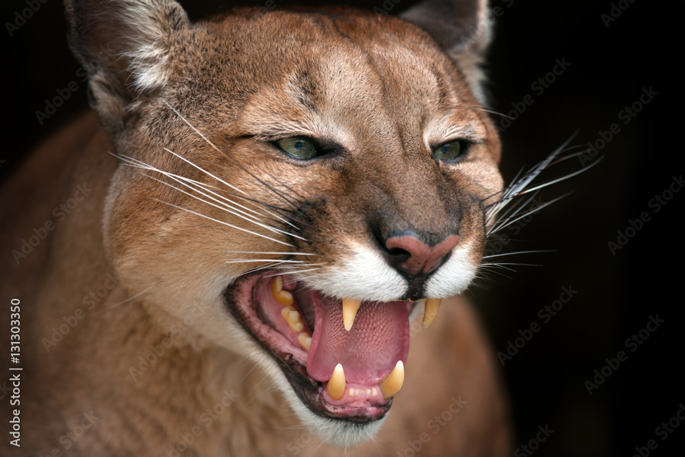 Obraz premium Puma bliska portret z pięknymi oczami warczy na białym na czarnym tle