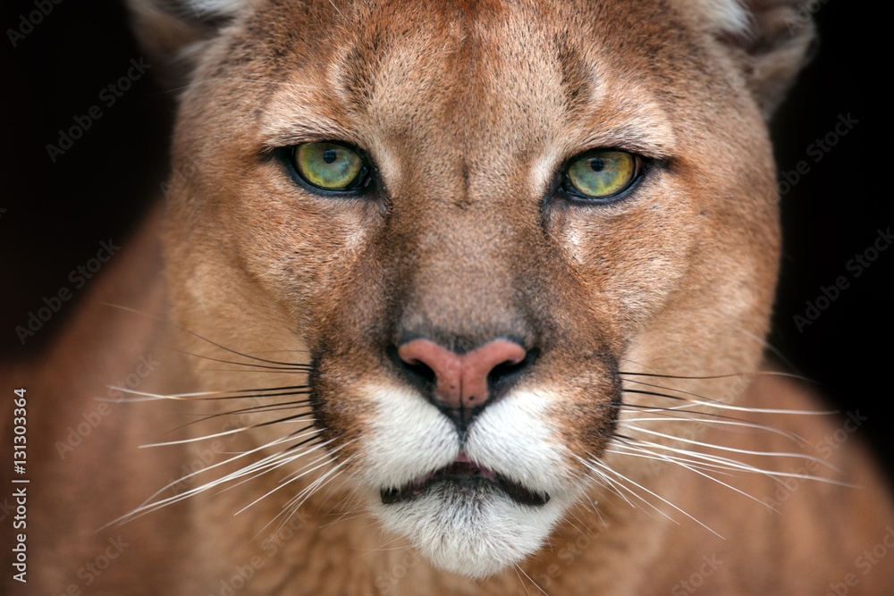 Puma close up portrait with beautiful eyes isolated on black background  Stock Photo | Adobe Stock