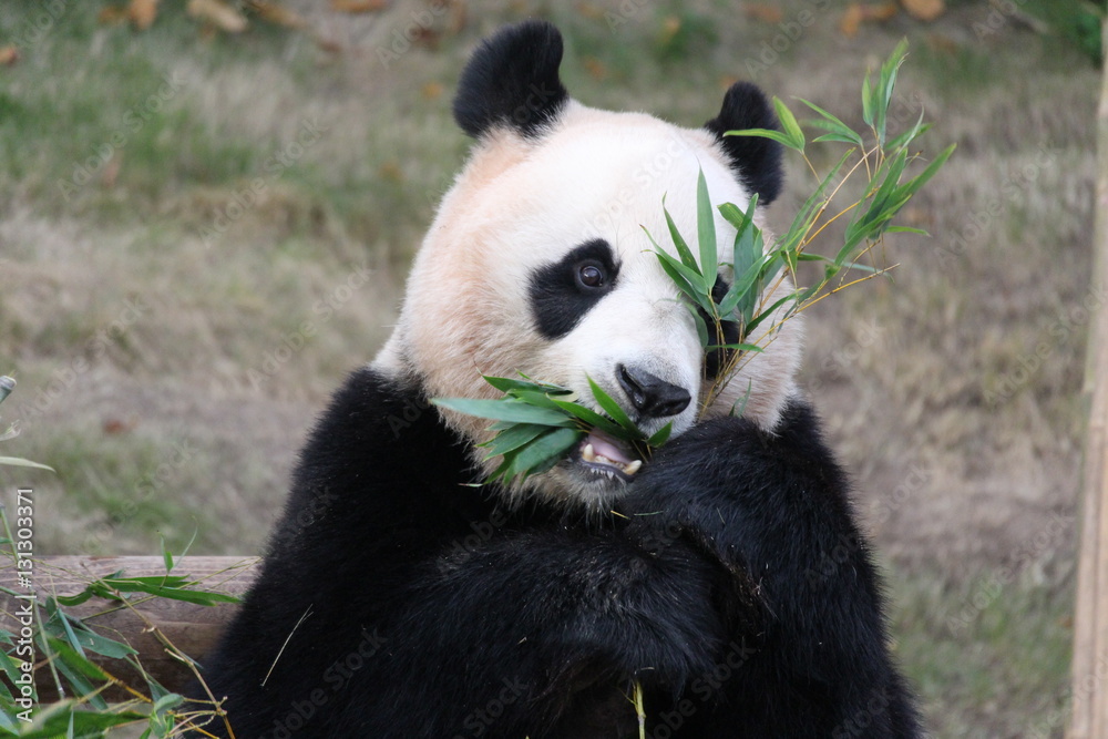 Panda in Korea Panda in Korea