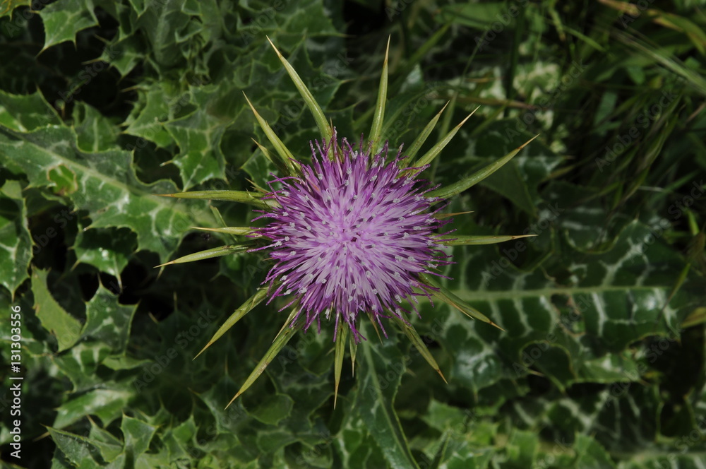 an isolated pink thistle in the grass an isolated pink thistle in the grass