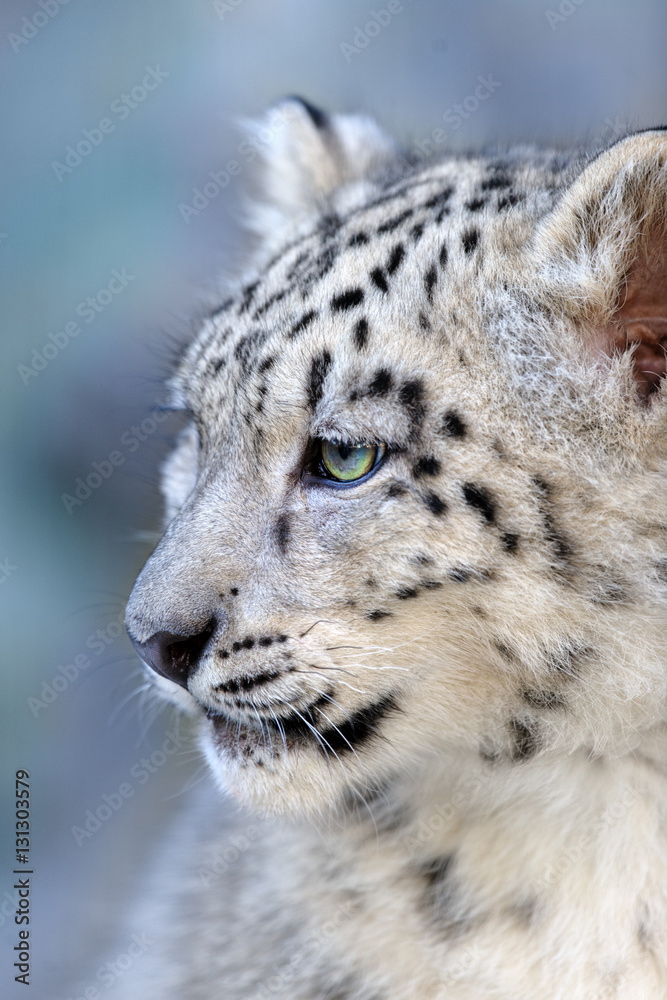 Fototapeta premium Beautiful cute snow leopard baby portrait close up on blue background