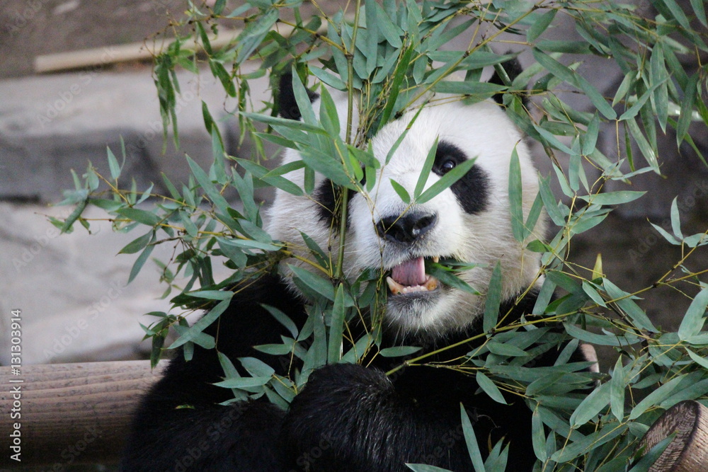 Obraz premium Panda in Korea