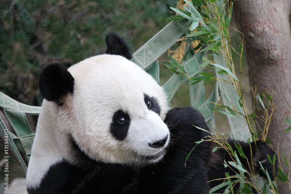 Obraz premium Panda in Korea