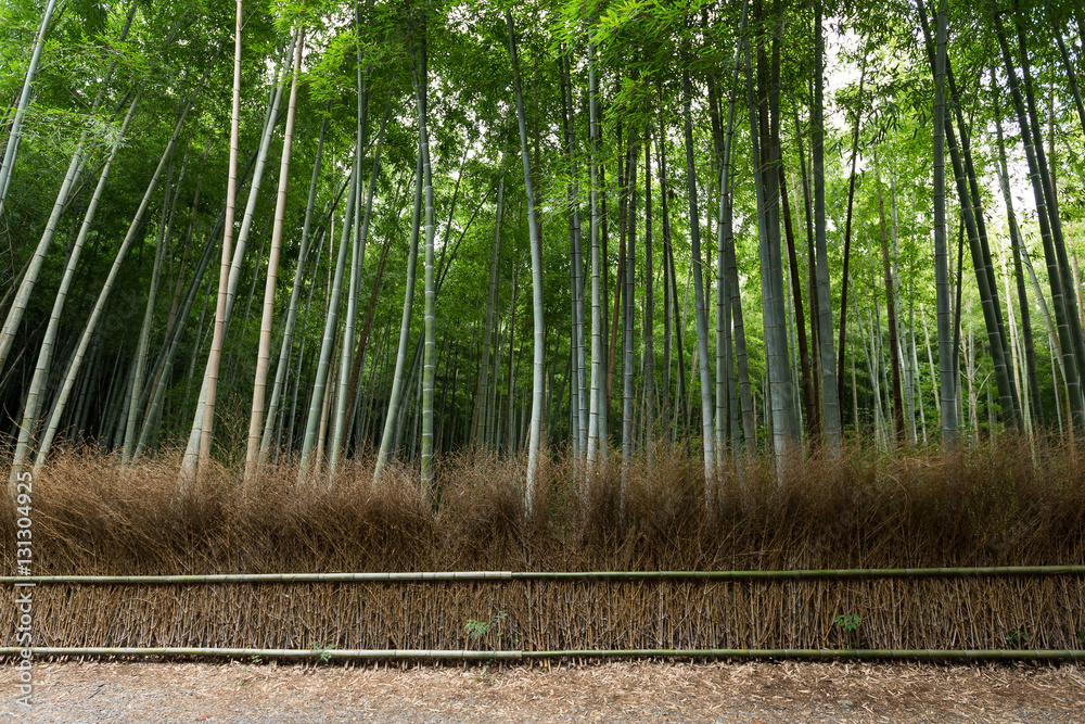 Naklejka premium Arashiyama Bamboo Groves