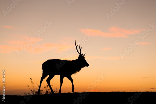 Silhouette of deer under sunset