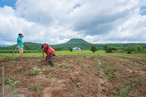Farming Landscape   Farming young vegetable crops planted summer field landscape.  farmer  agriculturist on field with a hoe on the plantation at daytime with beautiful skyclouds  mountains landscape.
