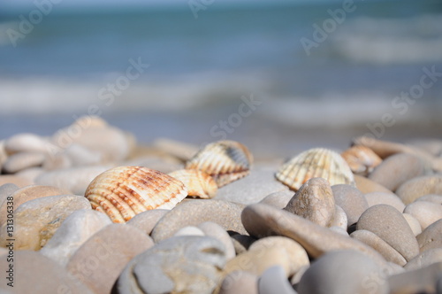 marine seashell