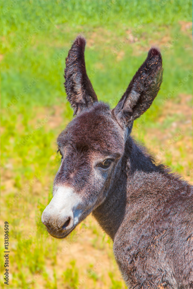 donkey in field