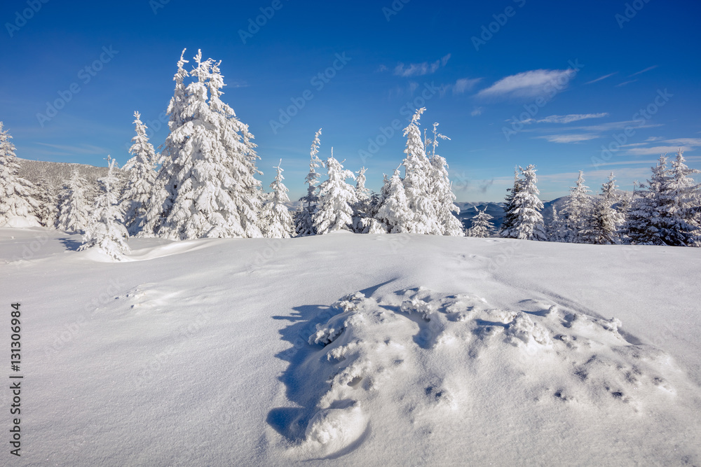 Marvelous winter morning in Carpathian mountains with snow cover Marvelous winter morning in Carpathian mountains with snow cover