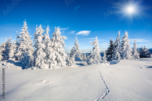Sunny winter landscape in Carpathian mountains with snow covered