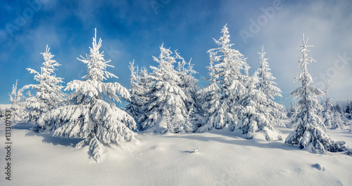 Sunny morning scene in the mountain forest © Andrew Mayovskyy