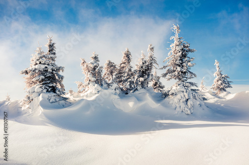 Sunny morning scene in the mountain forest