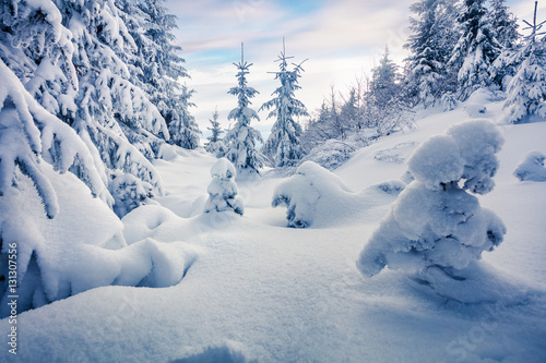 Sunny morning scene in the mountain forest.