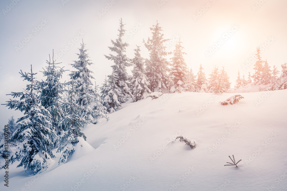 Bright morning scene in the mountain forest. Bright morning scene in the mountain forest.