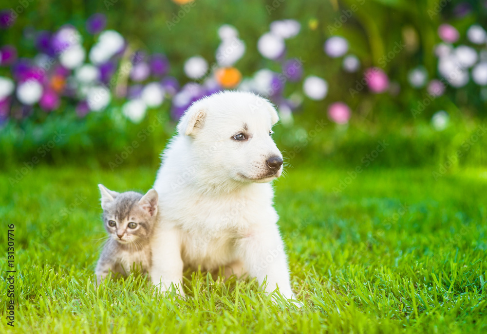 White Swiss Shepherd`s puppy and kitten sitting together on green grass