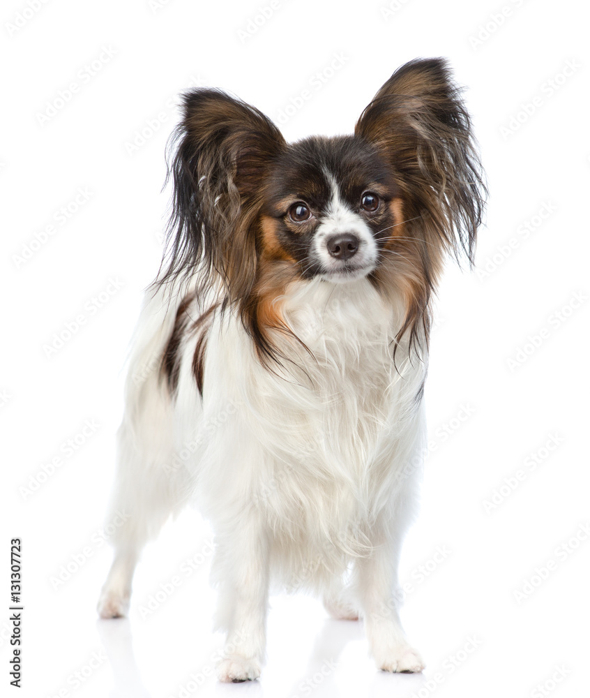 Papillon puppy standing in front view. isolated on white background Papillon puppy standing in front view. isolated on white background