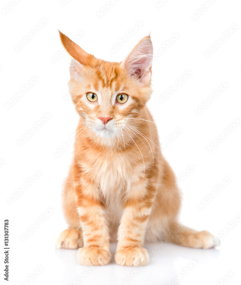 Red maine coon cat sitting in front view. isolated on white 