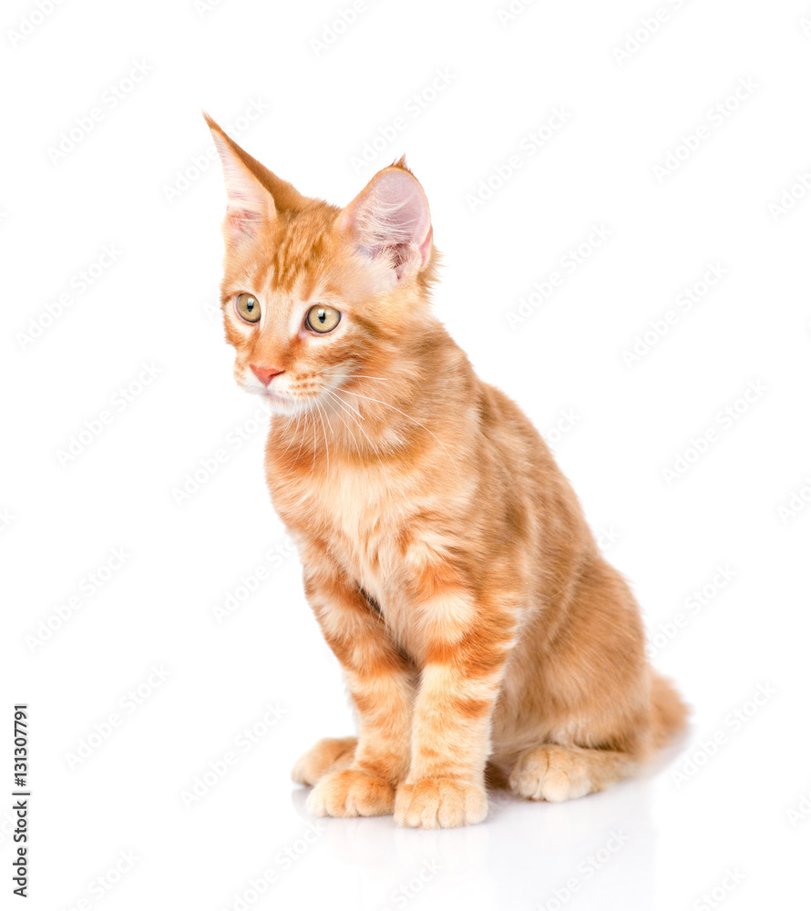 Small maine coon cat. isolated on white background