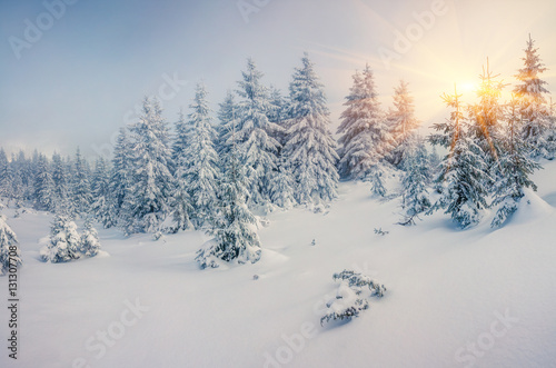 Bright morning scene in the mountain forest. © Andrew Mayovskyy