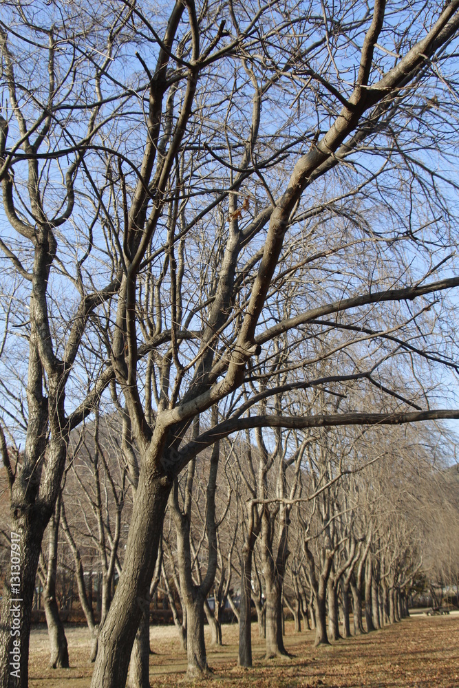 Obraz premium 자연