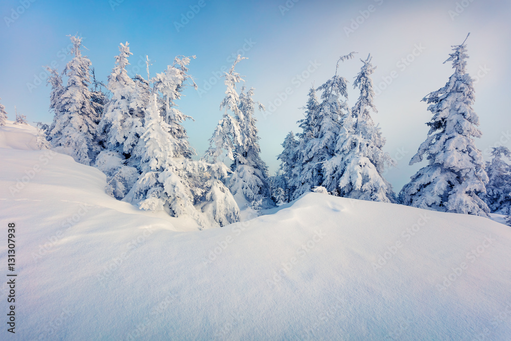 Picturesque winter morning in Carpathian mountains with snow cov
