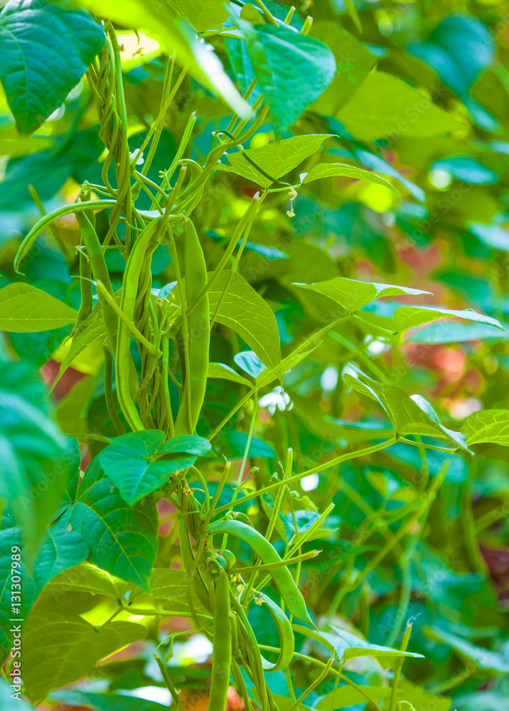 The rows of young beans growing in the greenhouse The rows of young beans growing in the greenhouse