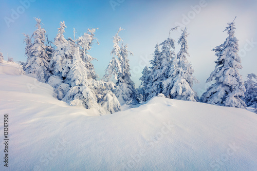 Picturesque winter morning in Carpathian mountains with snow cov © Andrew Mayovskyy