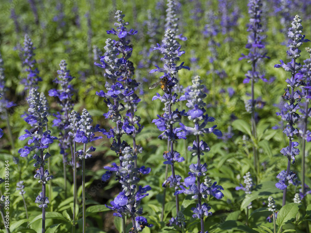 The honey bee on a lavender flowers in garden