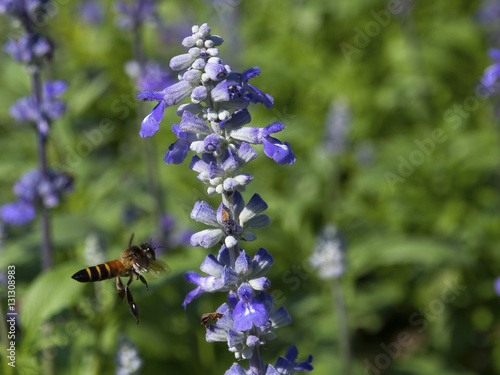 The honey bee flying on a lavender flowers.