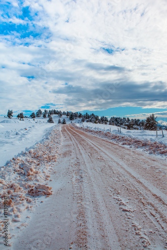 Forest Covered by Snow in Winter Landscape