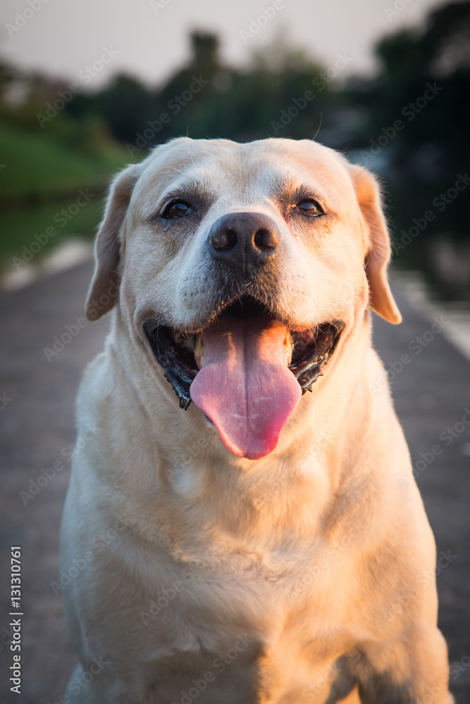 Labrador retriever smile