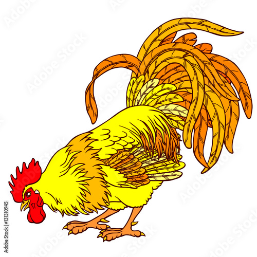 Calling yellow orange rooster on white
