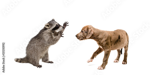 Playful raccoon and a curious pit bull puppy
