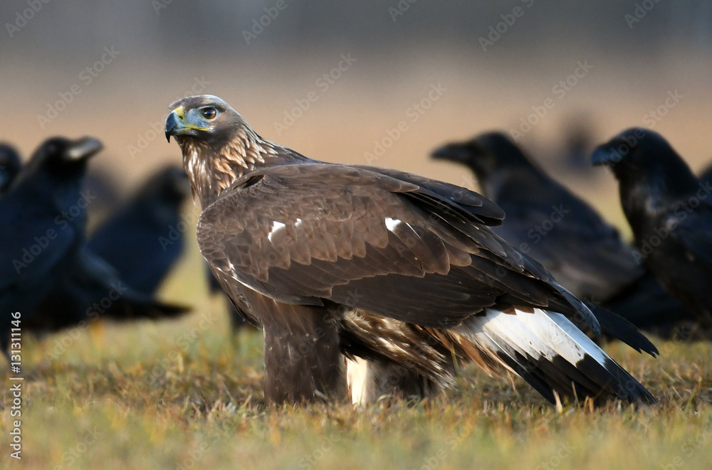 Fototapeta premium Golden Eagle (Aquila chrysaetos)