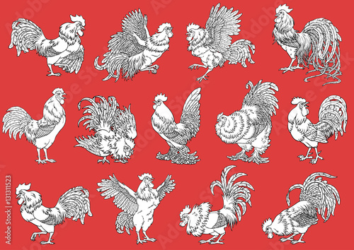 Set roosters coloring on orange-red