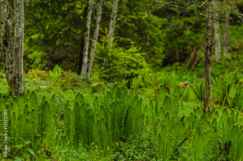 frischer gruener farn © thomaseder