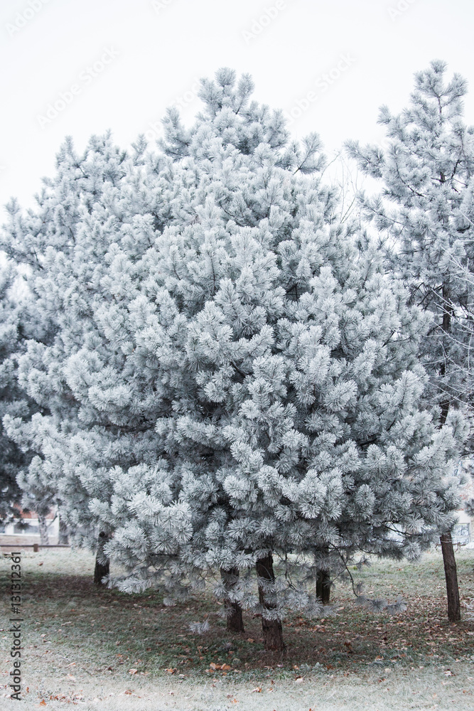 Fotografie evergreen tree covered with frost