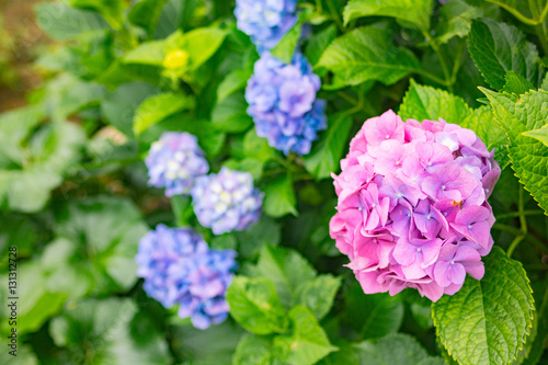 Japanese hydrangea "Aisai"