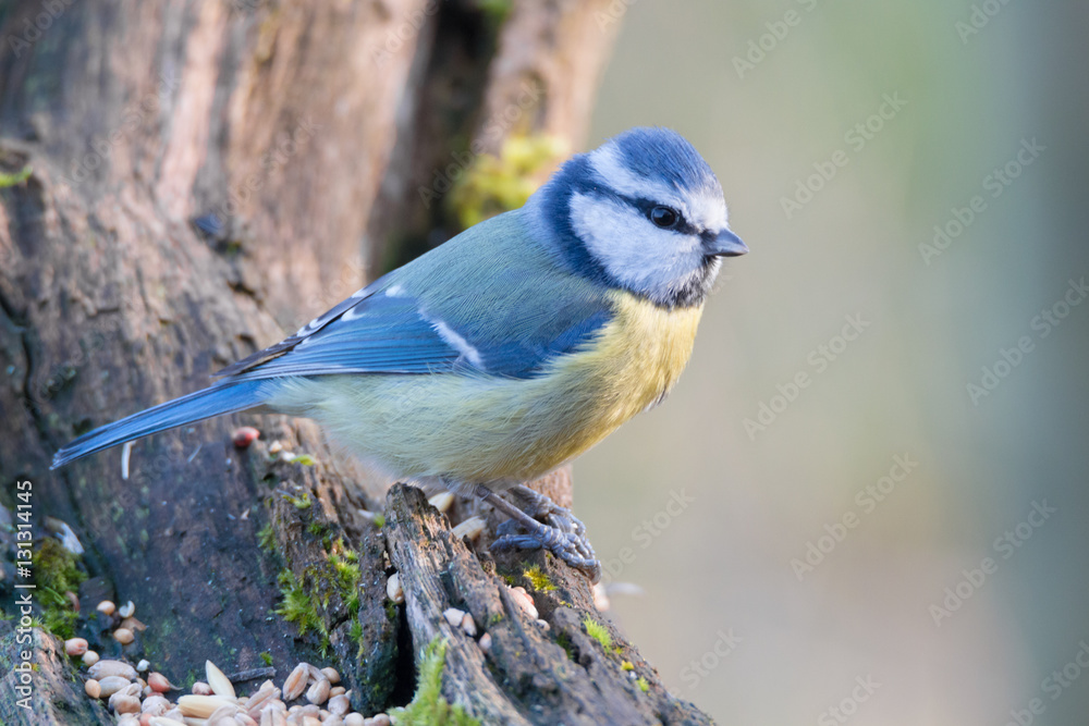 blue tit blue tit