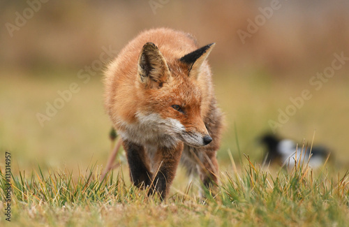 Fox © Piotr Krzeslak